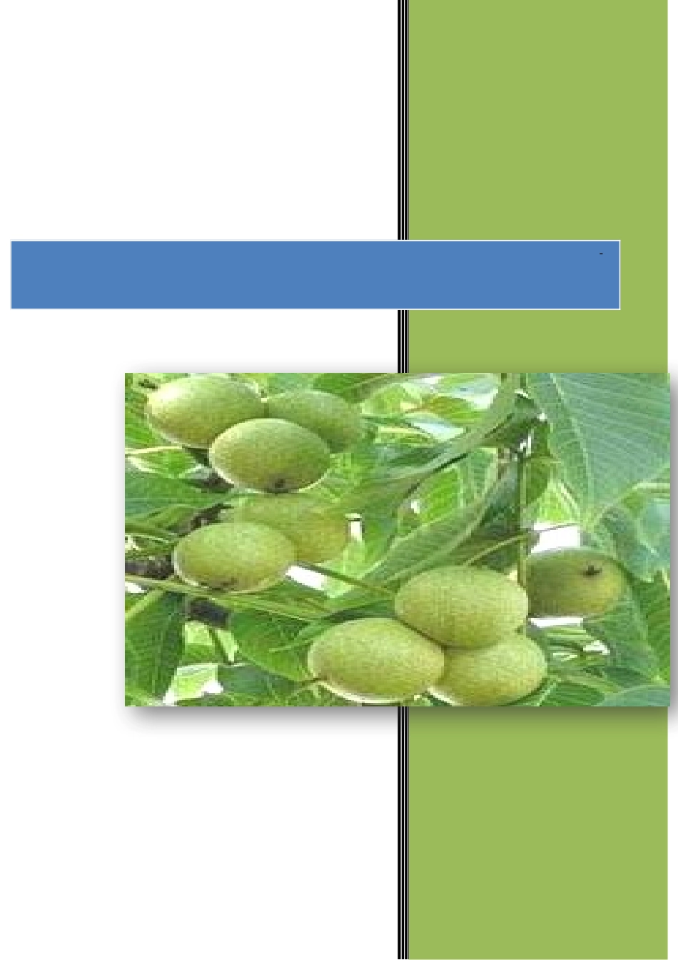 优质薄皮核桃基地项目实施建议书范本_第1页