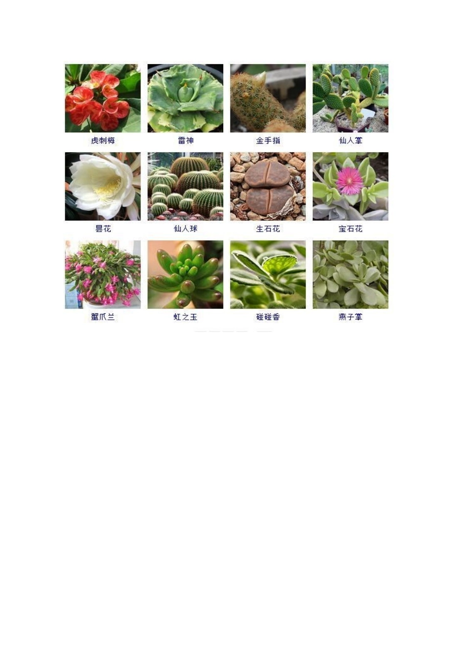 多肉植物图片与名称大全_第2页