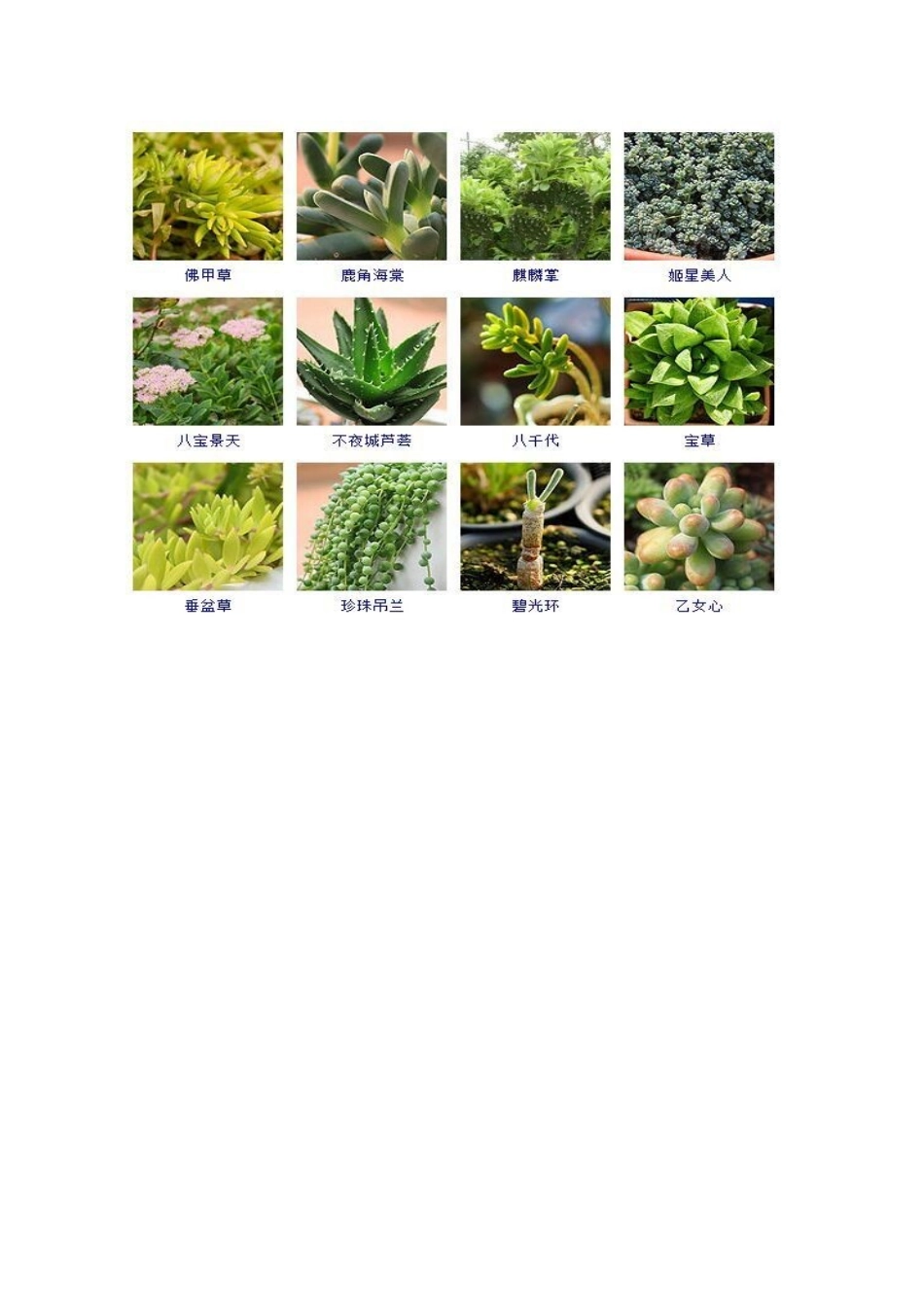 多肉植物图片与名称大全_第3页