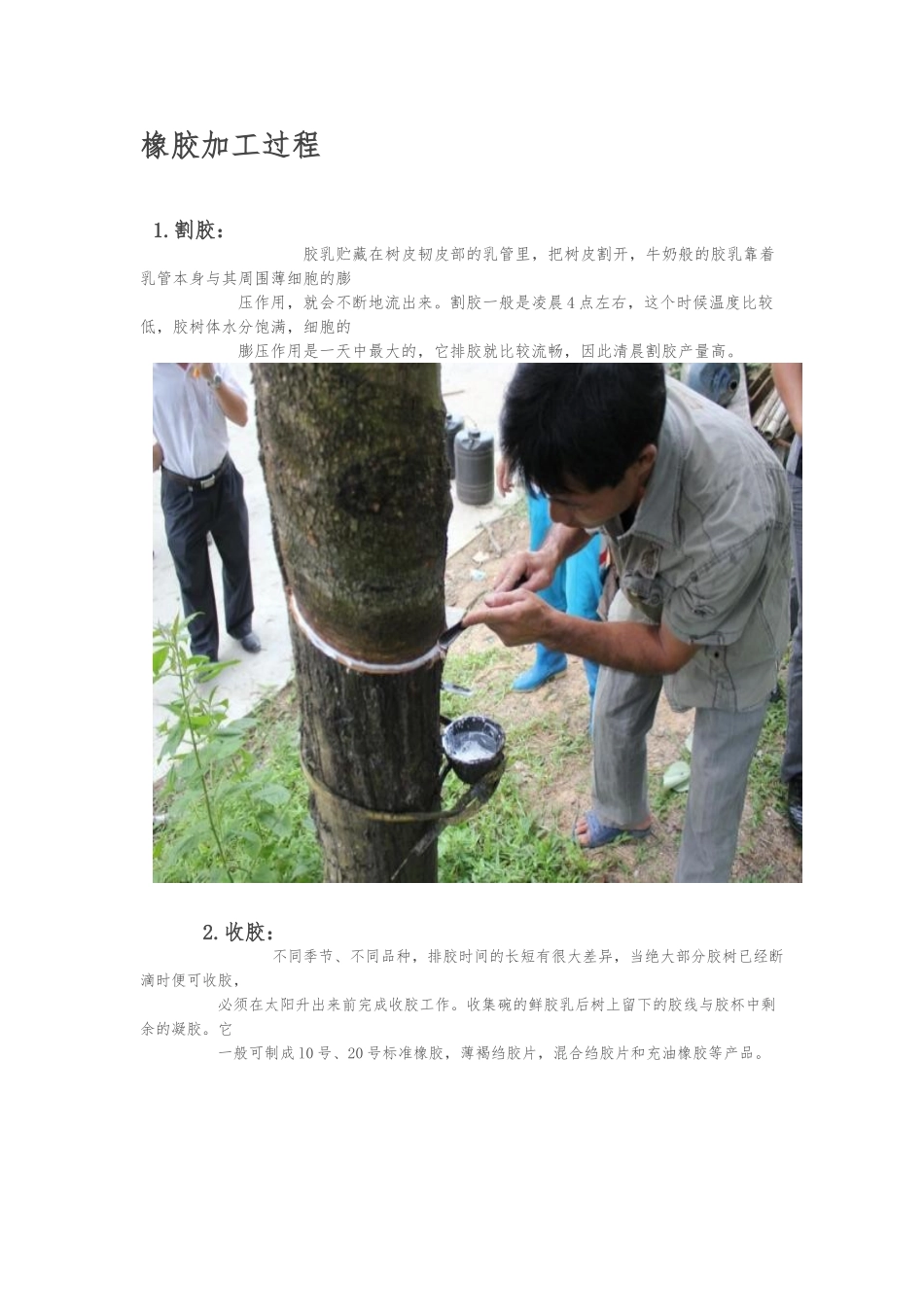 天然橡胶制作过程_第1页