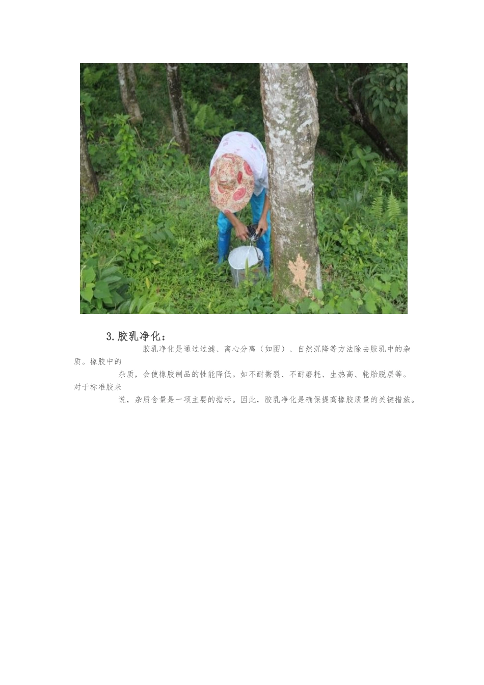 天然橡胶制作过程_第2页