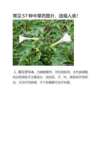 常见57种中草药图片大全DOC