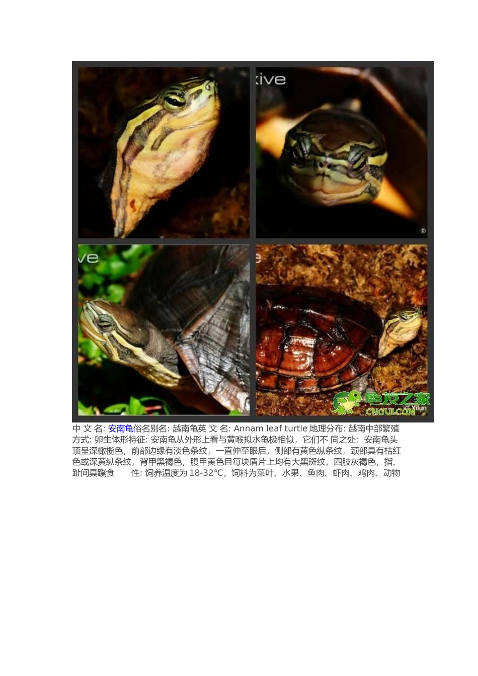 常见水龟品种大全_第2页