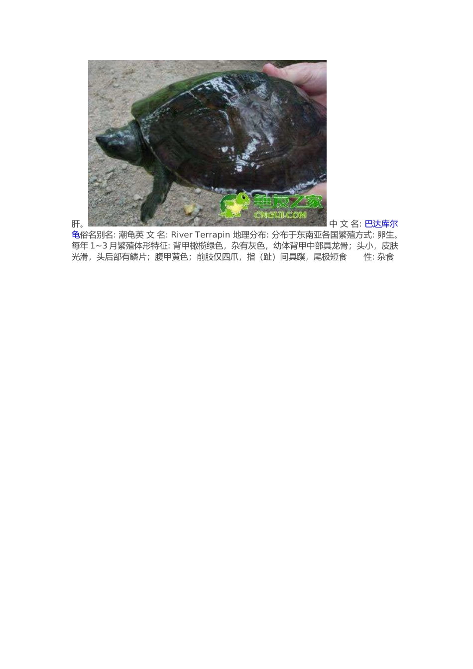 常见水龟品种大全_第3页