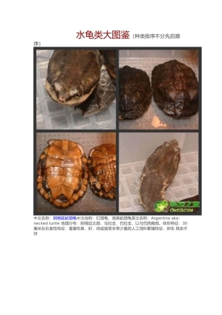 常见水龟品种大全