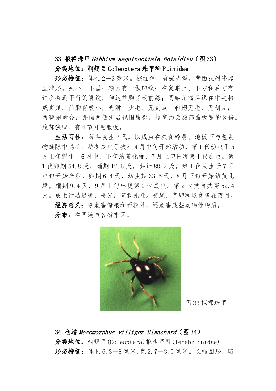 常见重要储粮害虫41种四资料全_第3页