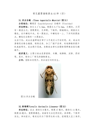 常见重要储粮害虫41种四资料全