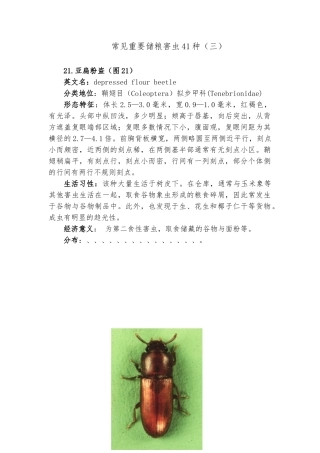 常见重要储粮害虫41种三资料全