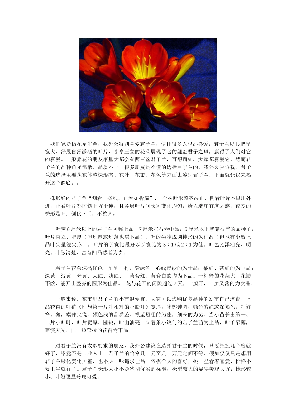 我外公的君子兰品质鉴别_第1页
