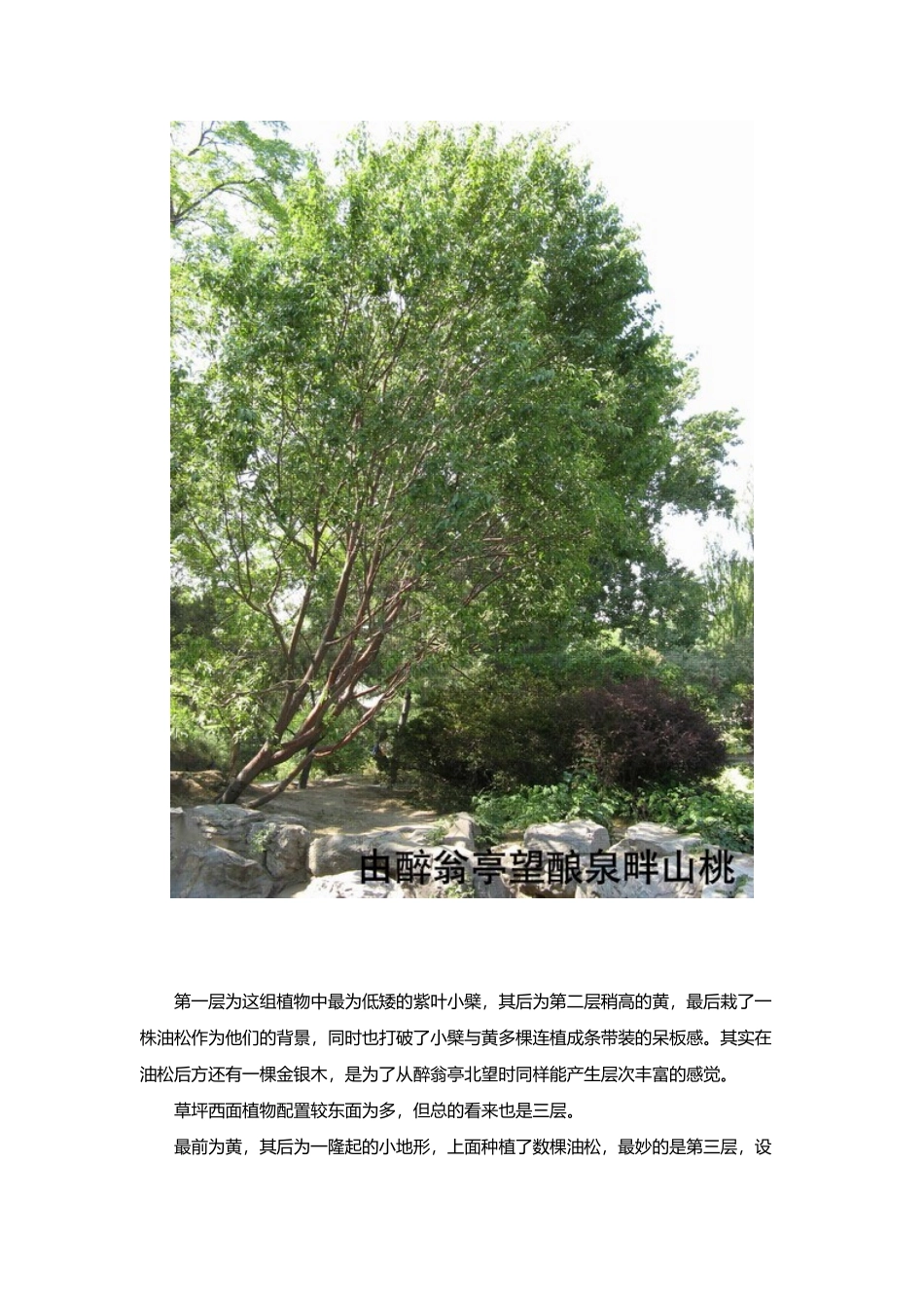 浅析园林植物在景观中的应用_第3页