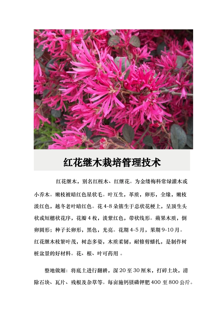 红花继木栽培资料全_第2页