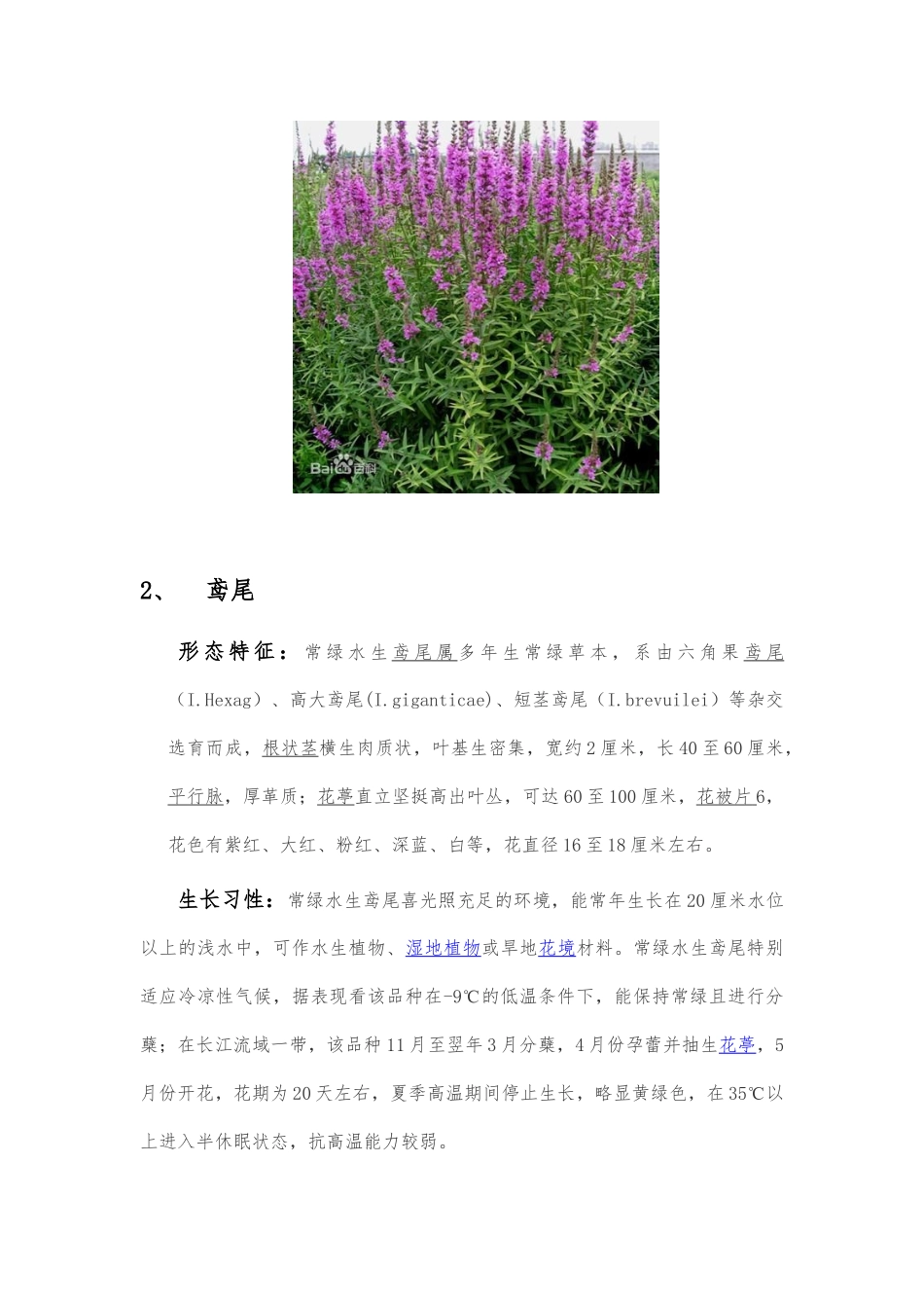 绿化常用水生植物_第2页