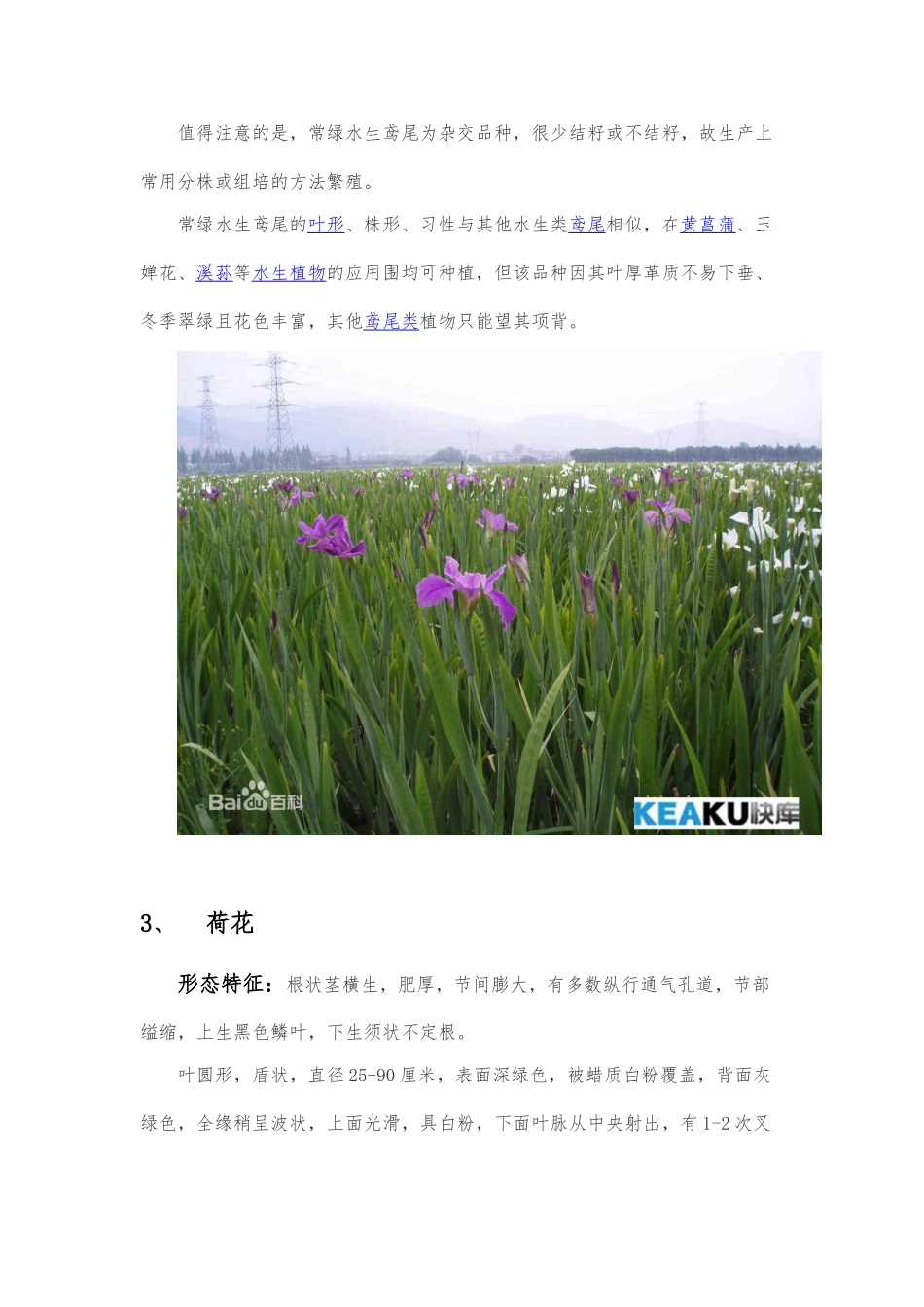 绿化常用水生植物_第3页