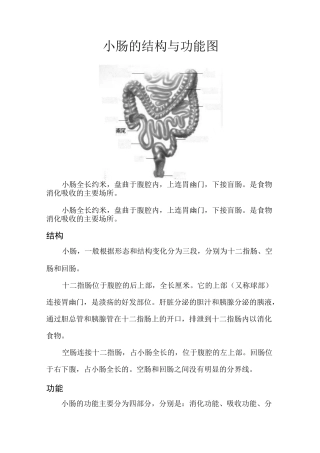 小肠与结构与功能(图)