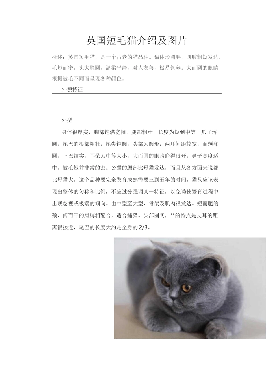 英国短毛猫介绍及图片_第1页