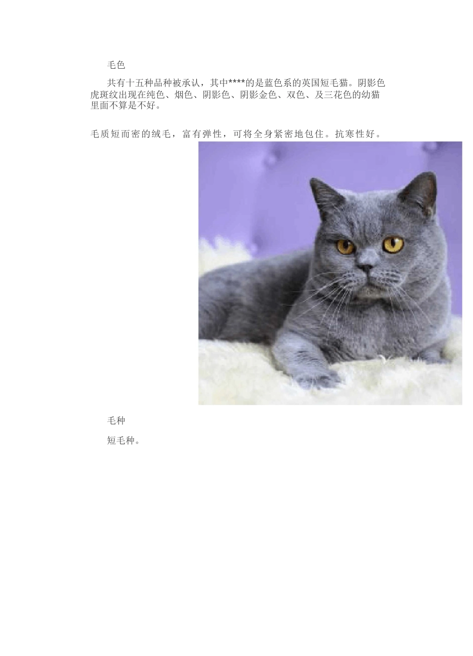 英国短毛猫介绍及图片_第2页
