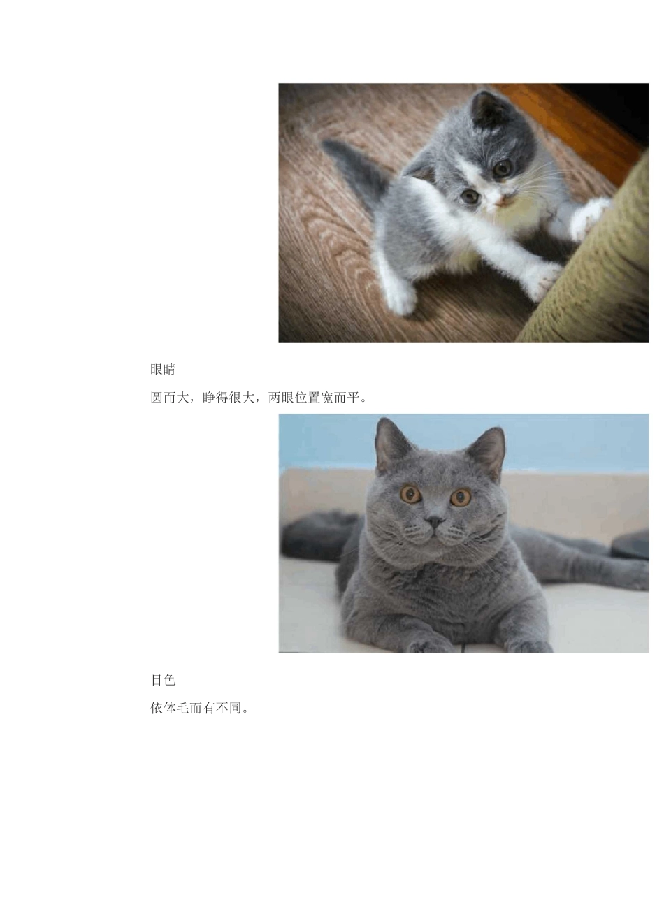 英国短毛猫介绍及图片_第3页