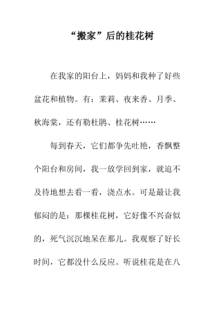 “搬家”后的桂花树
