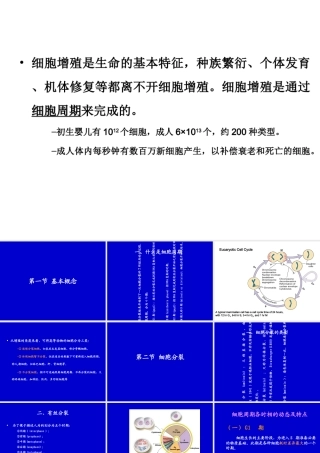 09-细胞周期