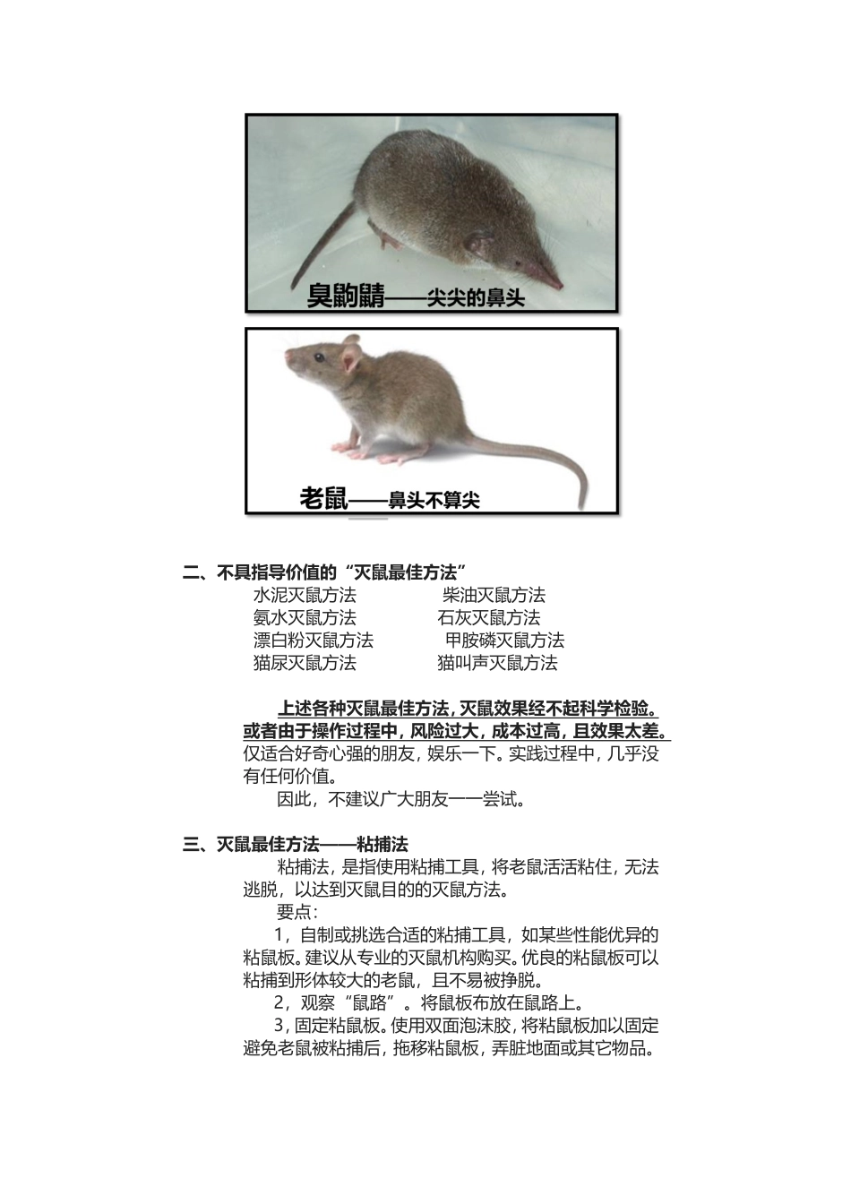 灭鼠最佳方法_第2页