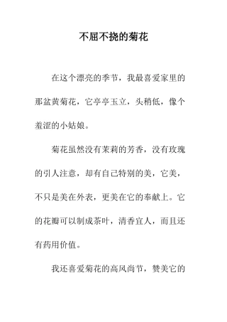 不屈不挠的菊花