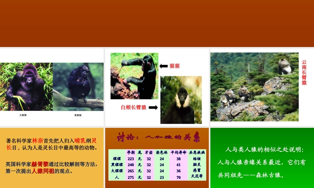 《人类的起源和进化》课件     19张PPT