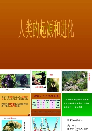 《人类的起源和进化》课件     19张PPT