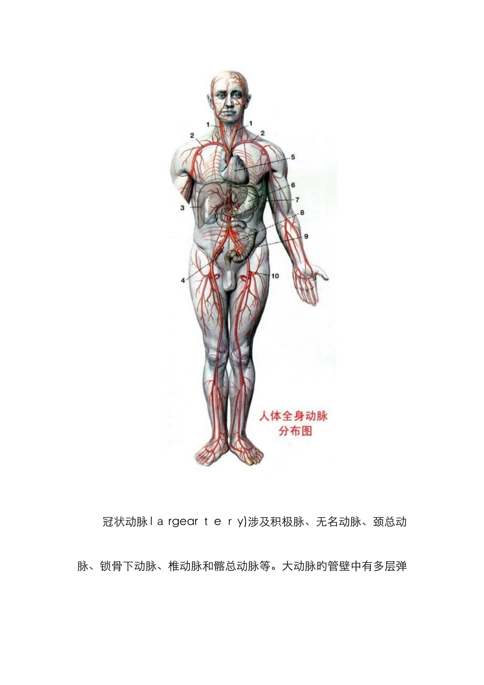 人体血管解剖图_第2页