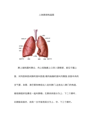 人体肺部结构图