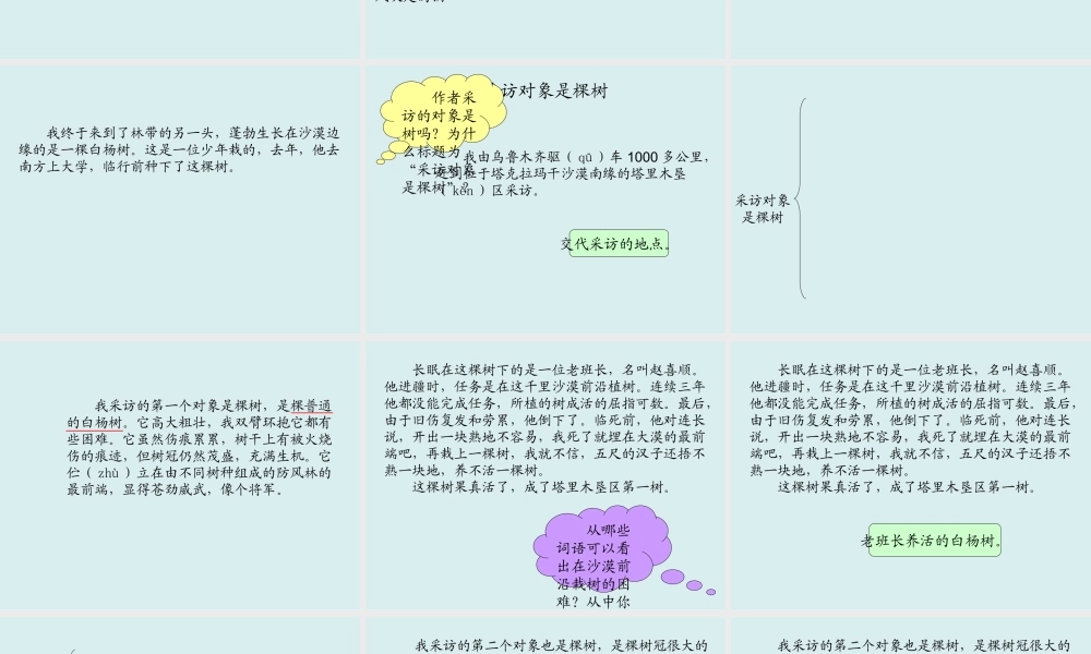采访对象是棵树