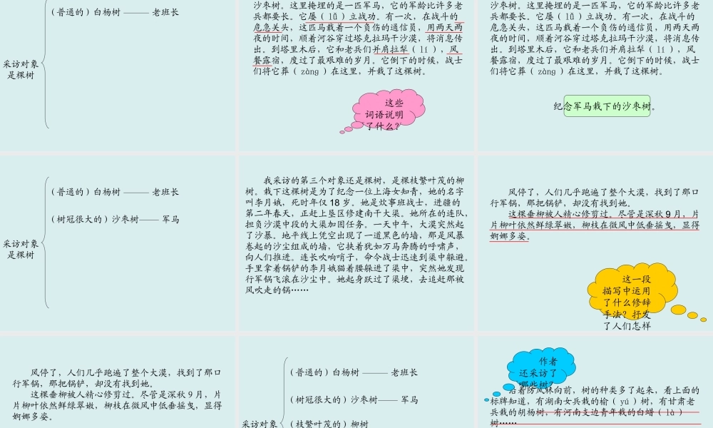 采访对象是棵树