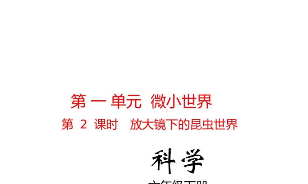 放大镜下的昆虫世界