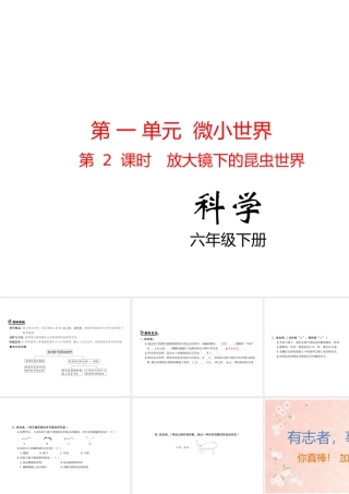 放大镜下的昆虫世界