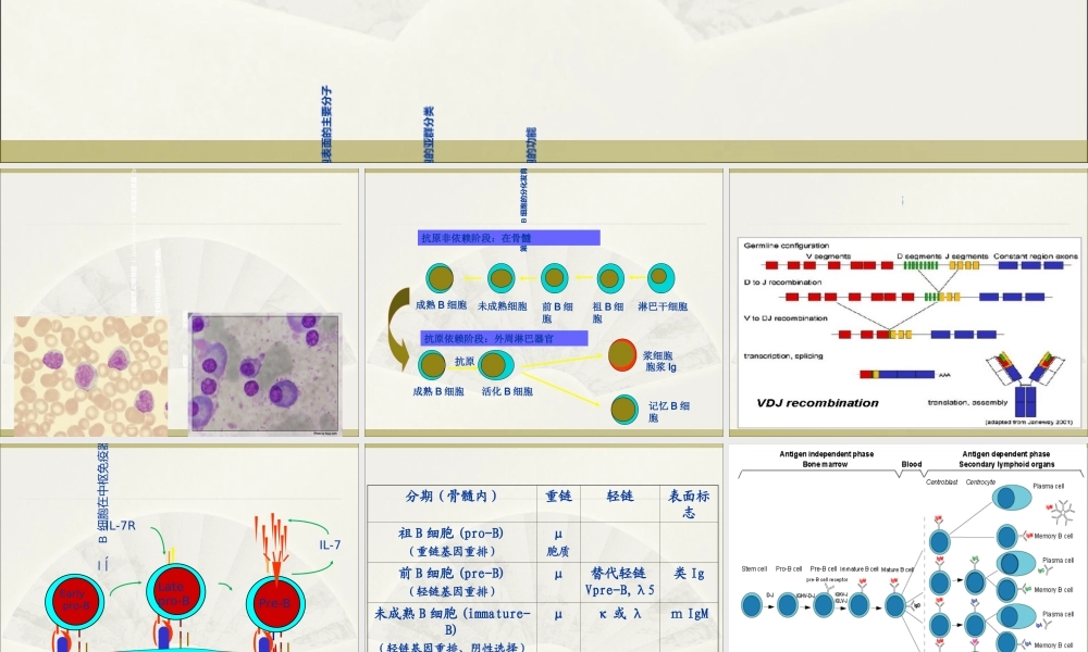 淋巴细胞T淋巴细胞