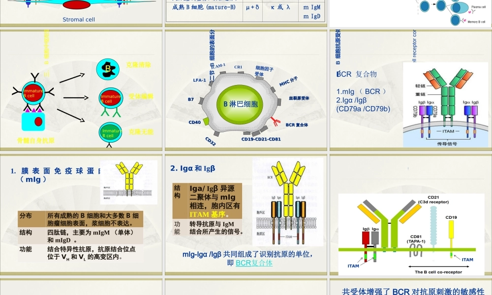 淋巴细胞T淋巴细胞