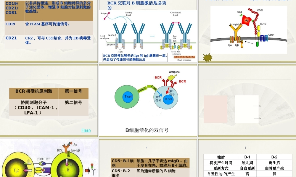 淋巴细胞T淋巴细胞