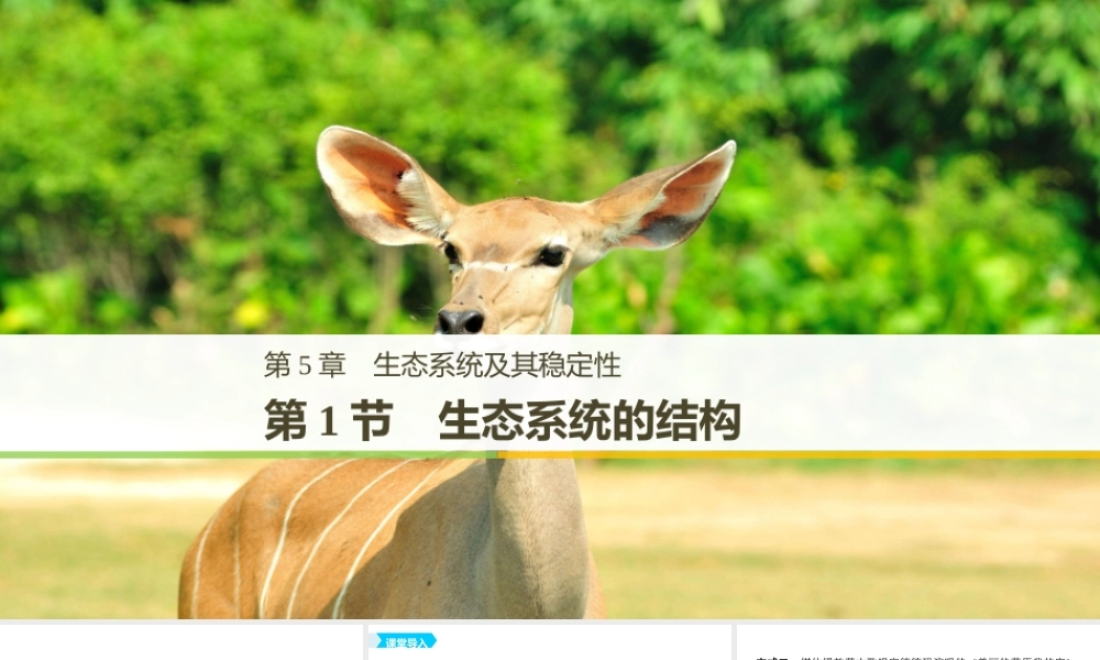 生态系统的结构（步步高）