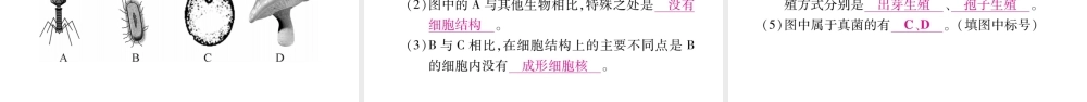 微生物在生物圈中的作用