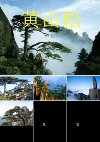 五年级下册语文课件-黄山松2