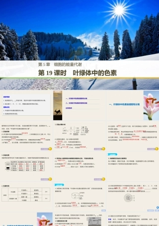 叶绿体中的色素（步步高）