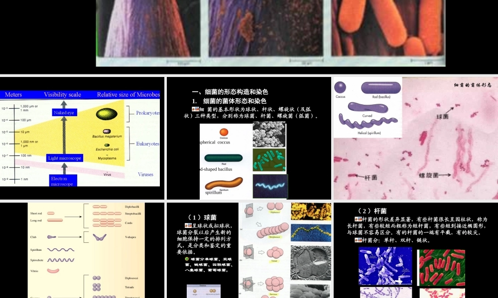 原核生物的形态和构造第一节细菌