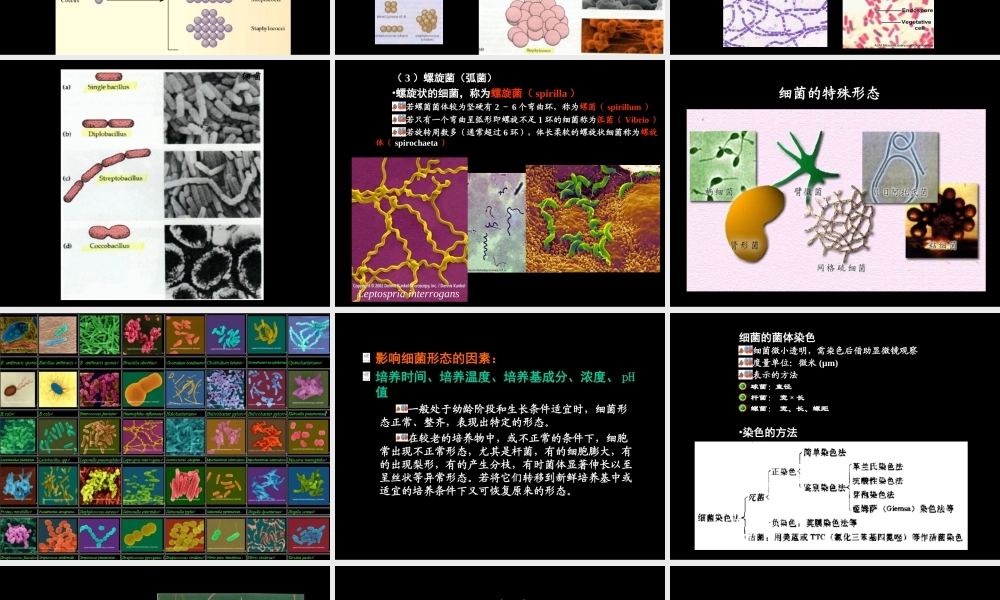 原核生物的形态和构造第一节细菌