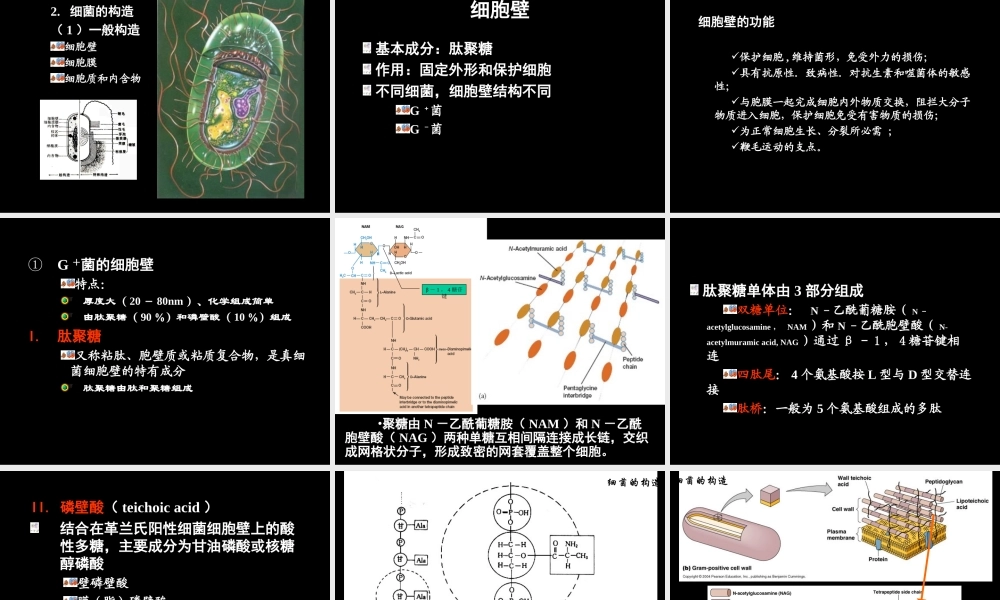 原核生物的形态和构造第一节细菌