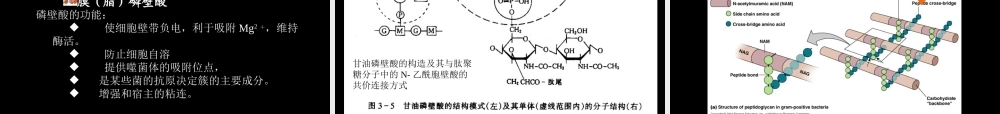 原核生物的形态和构造第一节细菌