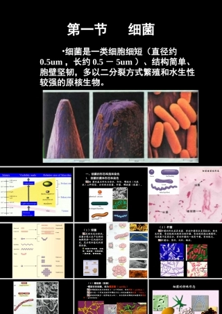 原核生物的形态和构造第一节细菌