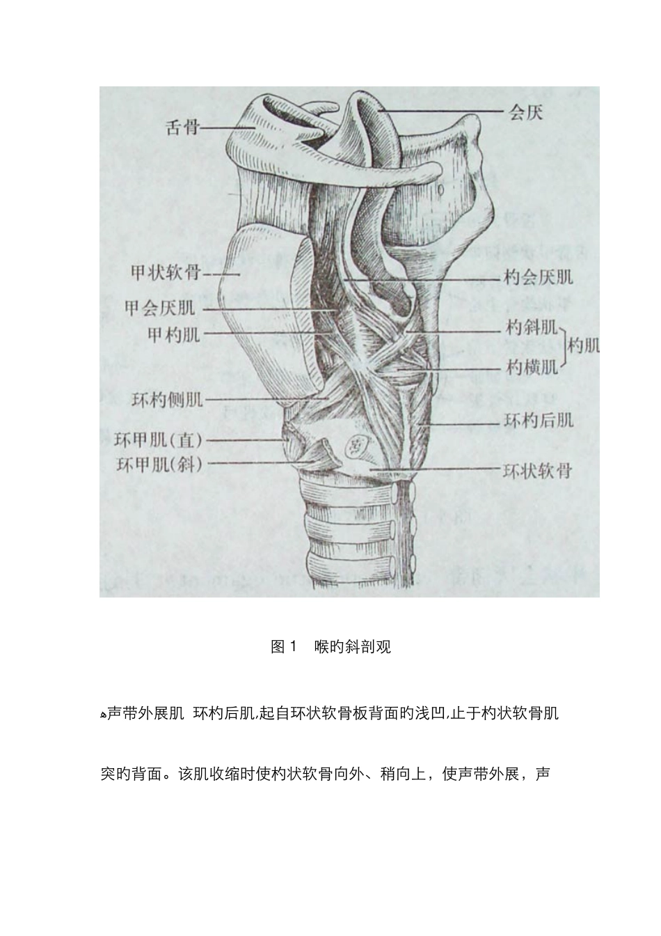 喉部的肌肉分为喉外肌和喉内肌_第2页