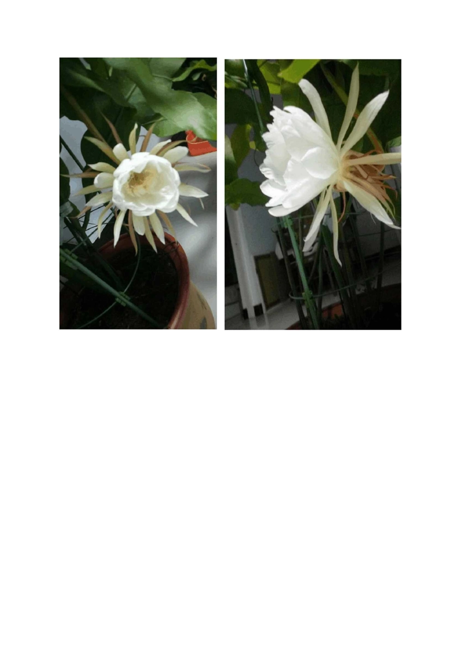 昙花开放全过程记录_第3页