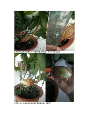 昙花开放全过程记录