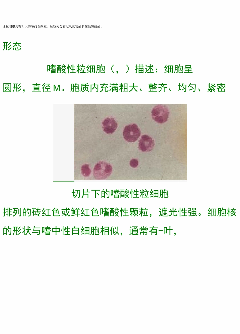 嗜酸性粒细胞_第2页