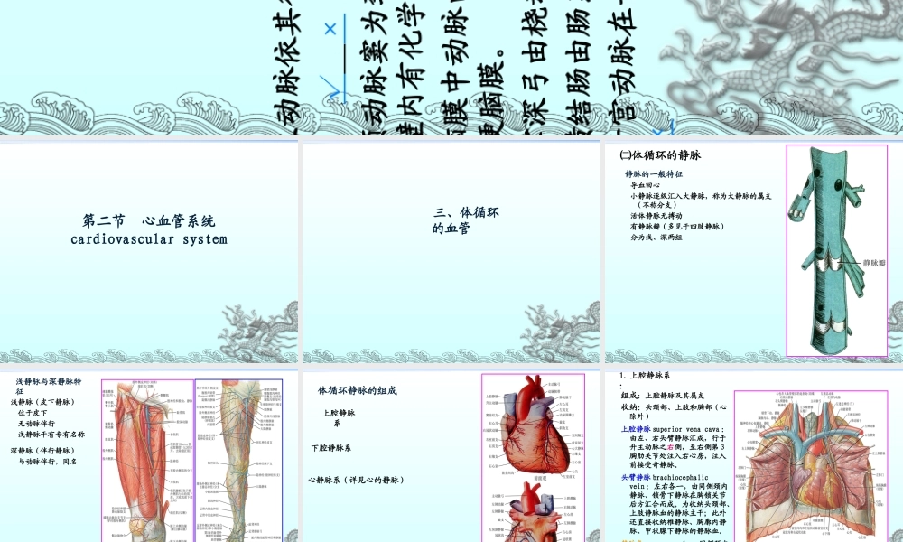 004体循环的静脉